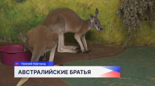 Самые крупные кенгуру Австралии поселились в зоопарке «Лимпопо» 