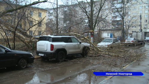 На бульваре Заречном ветхий тополь разбил капот и помял крышу автомобиля