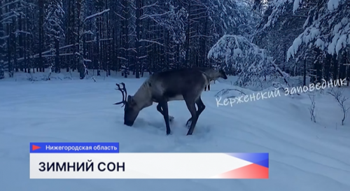 В Керженском заповеднике фотоловушка запечатлела стадо северных оленей