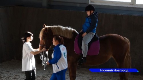 В нижегородском Зооцентре «Надежда» появилось шесть новых лошадей