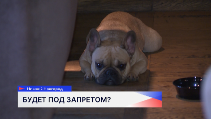 Один из депутатов Госдумы предложил запретить нахождение домашних животных в точках общепита и торговли