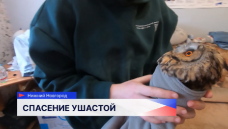 В Нижнем Новгороде сотрудники мэрии спасли раненную сову