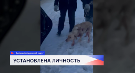 До трех лет лишения свободы может грозить живодёру, который оставил умирать собаку