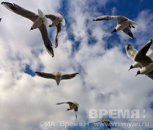 Охоту на чаек разрешили в Нижегородской области