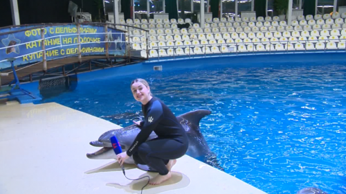 Как братья наши меньшие готовятся встретить Новый год?