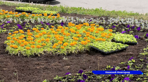 В цветниках и вазонах по всему Нижнему Новгороду будет высажено более миллиона однолетних растений