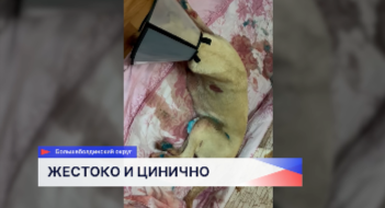 Зоозащитники отвезли в ветклинику собаку, которую оставили умирать в сугробе