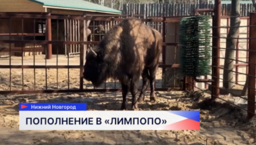 Самку зубра привезли из Республики Беларусь в зоопарк Нижнего Новгорода