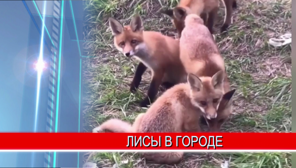 В парке "Швейцария" теперь живут лисята, похоже, они недавно прямо здесь и родились В парке "Швейцария" теперь живут лисята, похоже, они недавно прямо здесь и родились