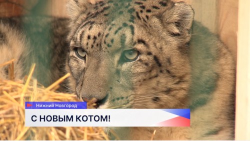 Ещё один снежный барс появился в зоопарке «Лимпопо»