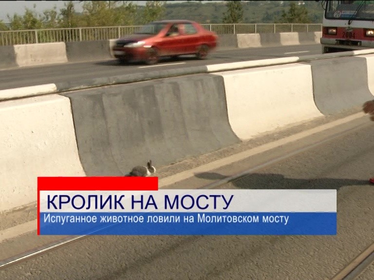 Кролика ловили автомобилисты на Молитовском мосту Кролика ловили автомобилисты на Молитовском мосту