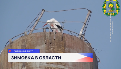 Молодой аист поселился у села Перевоз в Нижегородской области