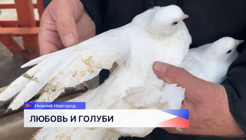 На территории нижегородского телецентра поселилась белая голубка