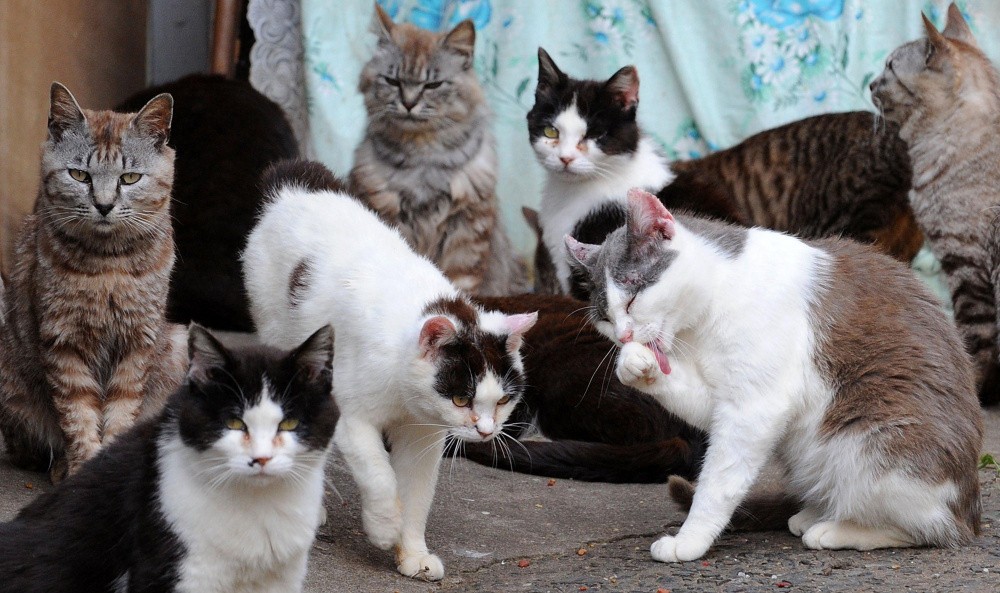 Тяжелобольная нижегородка пытается пристроить 60 живущих у нее кошек