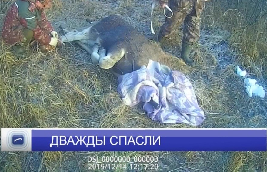 Сотрудники Госохотнадзора вытащили из водоёма лосиху, провалившуюся под лёд Сотрудники Госохотнадзора вытащили из водоёма лосиху, провалившуюся под лёд