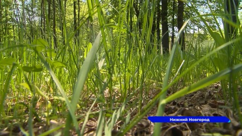 Случаи заболевания клещевым энцефалитом появились в Нижегородской области