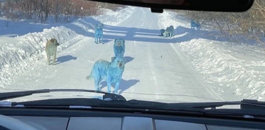 На шерсти синих собак в Дзержинске обнаружен безопасный краситель 