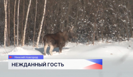Лося видели местные жители на улице Народной в Московском районе Нижнего Новгорода