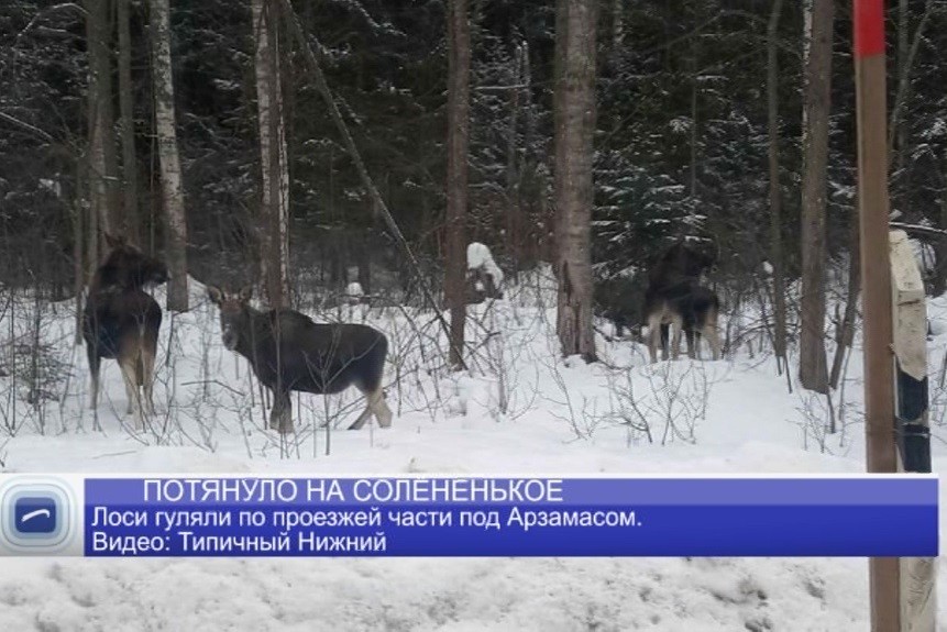 Под Арзамасом по проезжей части гуляли лоси 