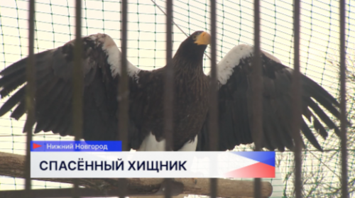 Белокрылый орлан проходит реабилитацию в нижегородском зоопарке «Лимпопо»