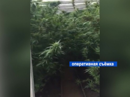 Теплицу с марихуаной обнаружили полицейские в Арзамасе