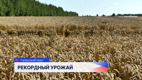Нижегородские аграрии достигли небывалой для региона урожайности озимой пшеницы