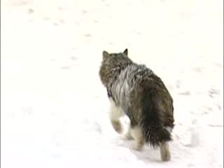 На улице Снежной кот забрался на дерево, а вот спуститься не смог