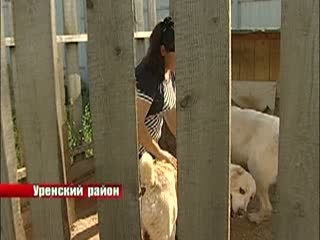 Агрессивные собаки: трагедия в Уренском районе