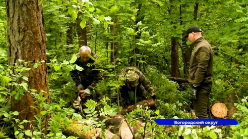Акция «Здоровый лес» прошла в Богородском округе