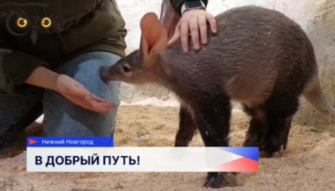 Крымский Бахчисарайский парк миниатюр станет новым местом жительства трубкозуба по имени Хиба