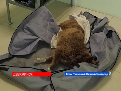 Неизвестный стрелок с пневматической винтовкой устроил охоту на собак в Дзержинске