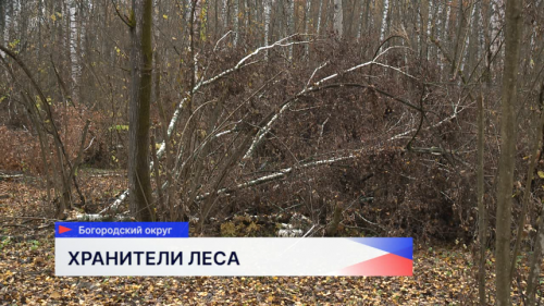 Сотрудники регионального Минлесхоза выявили десятки незаконных случаев рубки леса