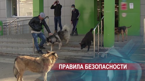 "Мальчик мог сам напугать собаку" - на Бору проводят проверку в связи с укусом школьника