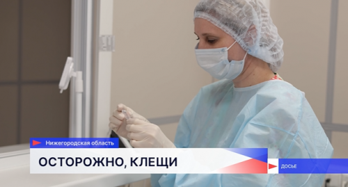887 человек стали жертвами укусов клещей в Нижегородской области с начала сезона