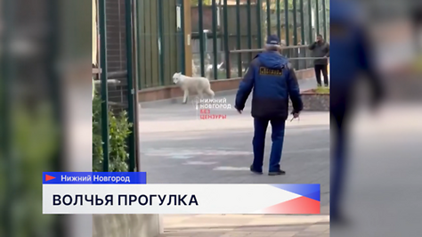 Волчица сбежала из вольера в нижегородском зоопарке "Лимпопо"