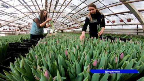 Из Дзержинской оранжереи на нижегородские рынки скоро поступит более полумиллиона тюльпанов
