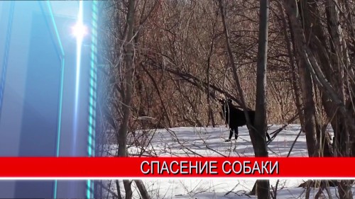 Целую операцию организовали нижегородские спасатели, чтобы вызволить собаку с острова Гребневские пески 