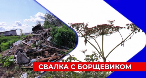 45 округов Нижегородской области оказались подвержены наступлению борщевика