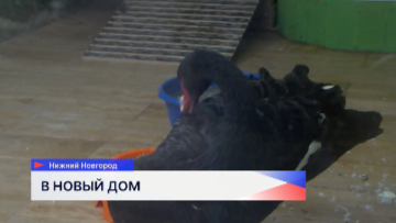 Белки Финлайсона и черные лебеди поселились в зоопарке «Лимпопо» 