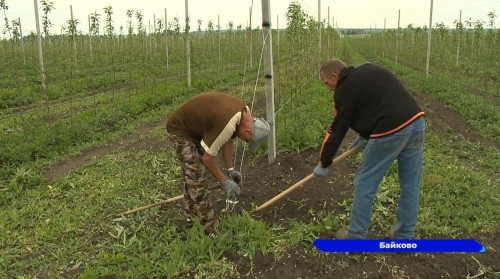 В Нижегородской области появился первый яблоневый сад суперинтенсивного типа