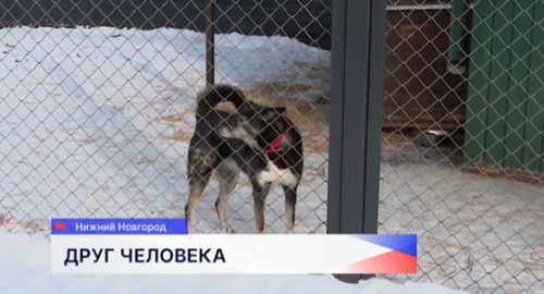 Глава Нижнего Новгорода Юрий Шалабаев посетил приют фонда «Сострадание НН»