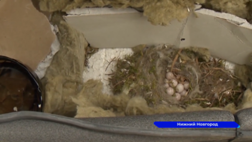 Нижегородцы обнаружили в своей квартире гнездо синицы 