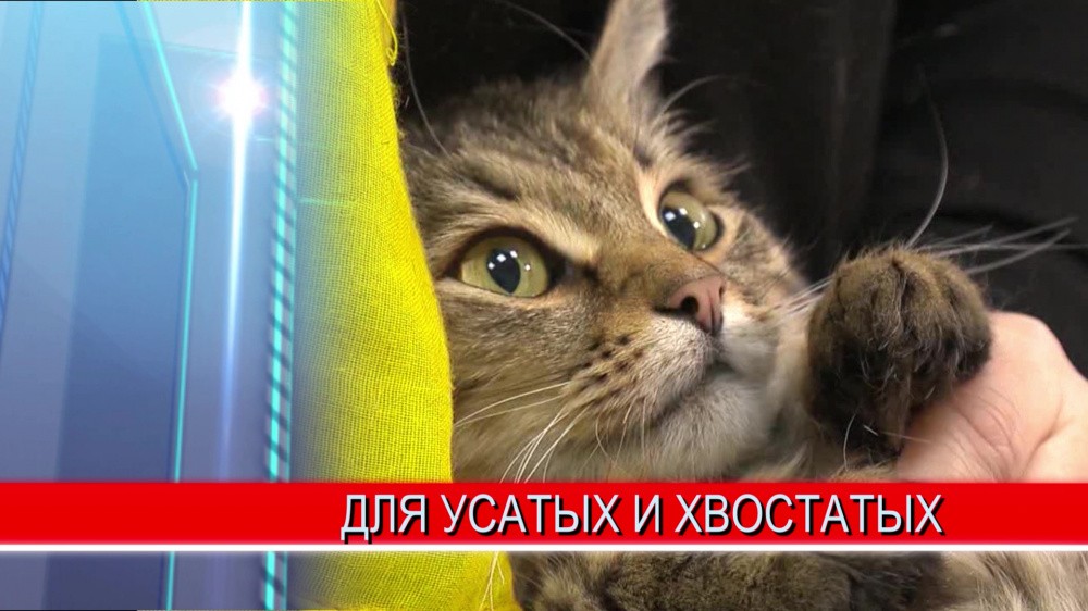 Новый государственный ветеринарный кабинет открылся в самом центре города Арзамаса Новый государственный ветеринарный кабинет открылся в самом центре города Арзамаса