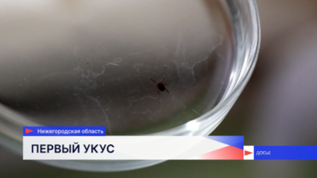 В Нижегородской области этой весной зарегистрирован первый случай укуса клеща 