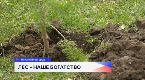 Всероссийский форум «Леса России» проходит на Нижегородской ярмарке