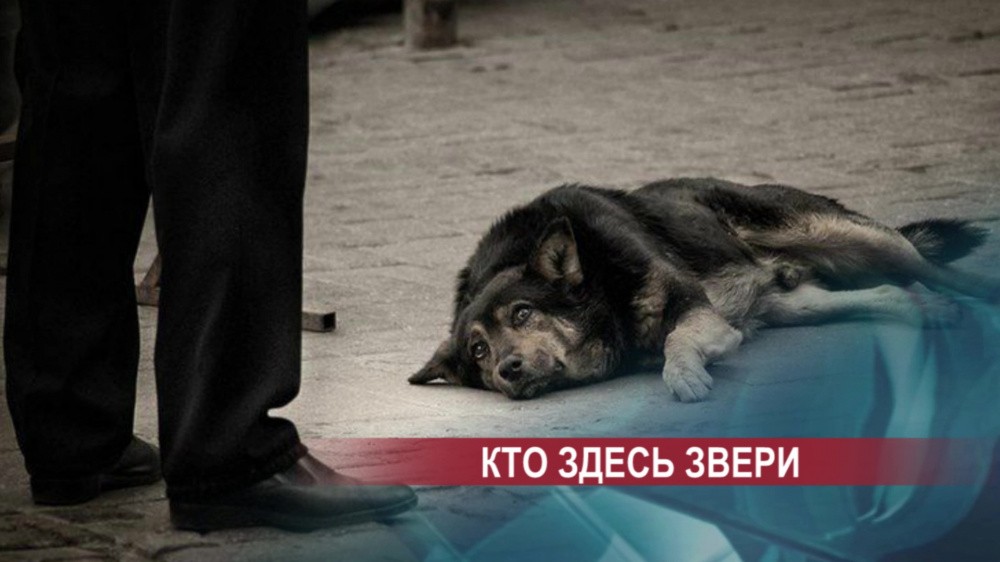 20 бездомных и 5 владельческих собак отравлены в Нижнем Новгороде за две недели 20 бездомных и 5 владельческих собак отравлены в Нижнем Новгороде за две недели