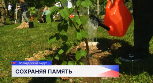 Ученики школы № 8 посёлка Новосмолинский посадили деревья для Аллеи памяти