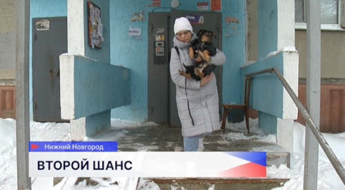 Собака по имени Пальма ищет новых хозяев