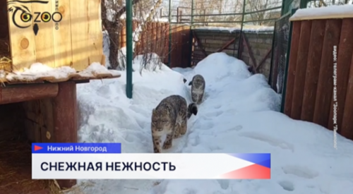 Снежные барсы Альба и Базель из нижегородского зоопарка «Лимпопо» приступили к попыткам познакомиться