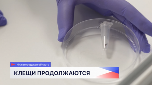 Свыше 1,5 тысячи человек в Нижегородской области обратились с жалобами на укусы клещей
